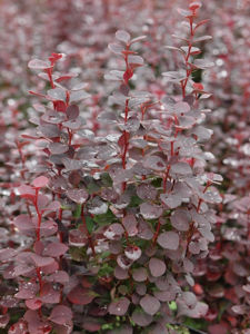 Bild von Berberis